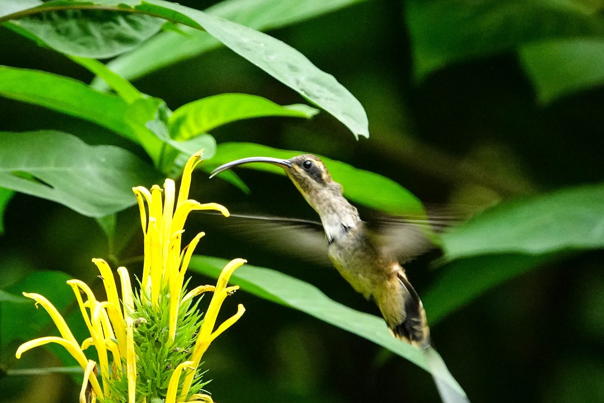 kolibřík šedobřichý - ML618223309