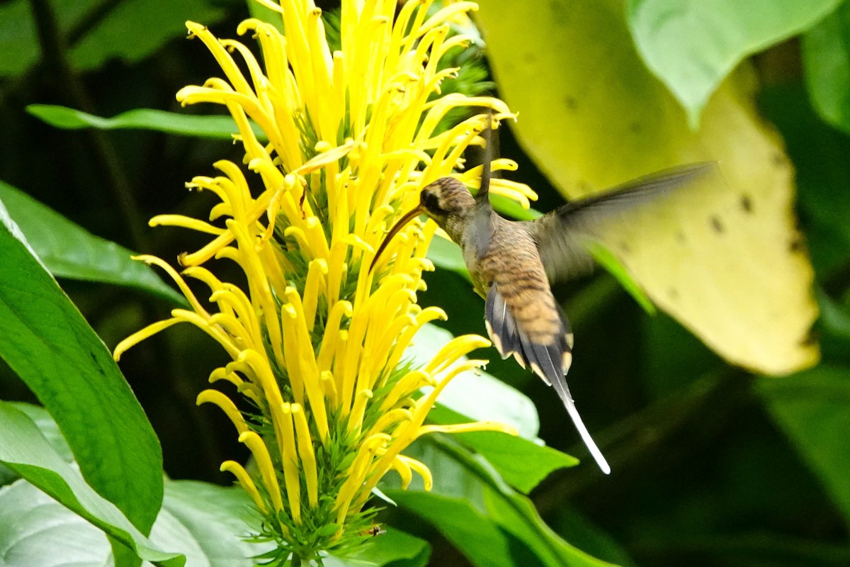 Зелёный колибри-отшельник - ML618223310