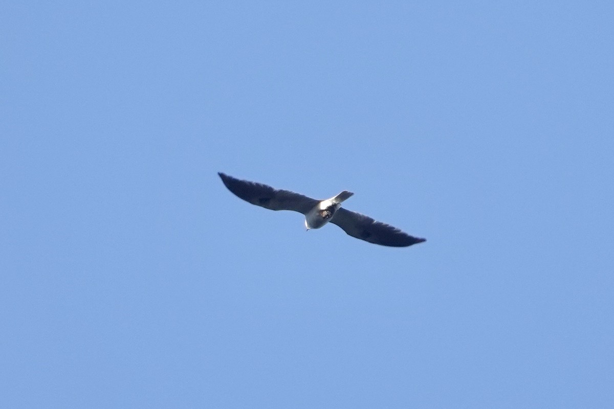 White-tailed Kite - ML618223334