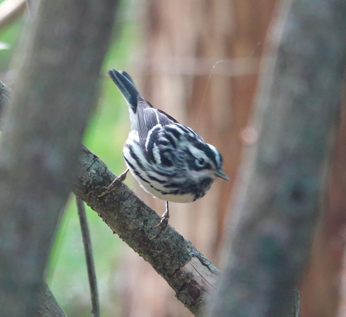 Black-and-white Warbler - ML618223374