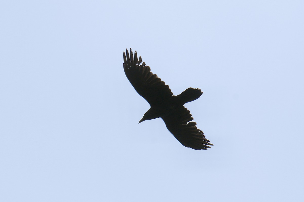 Common Raven - ML618223409