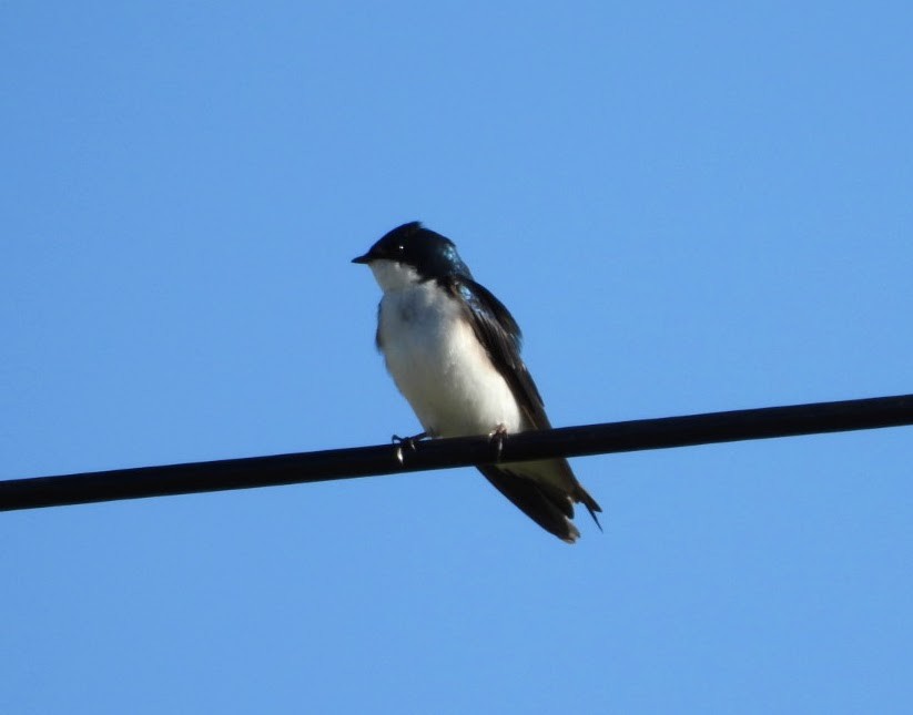 Tree Swallow - patricia kuzma sell