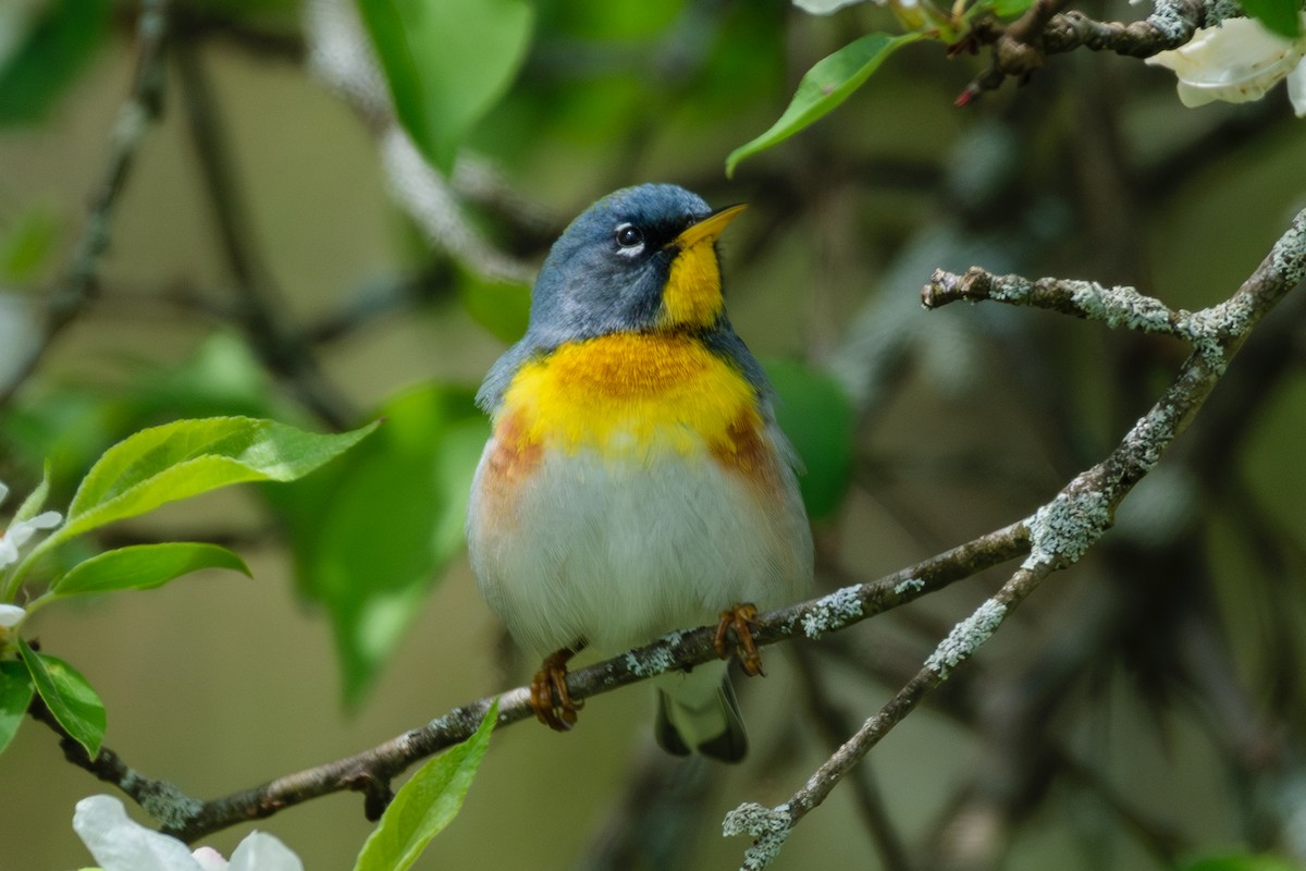 Northern Parula - Andrew W.
