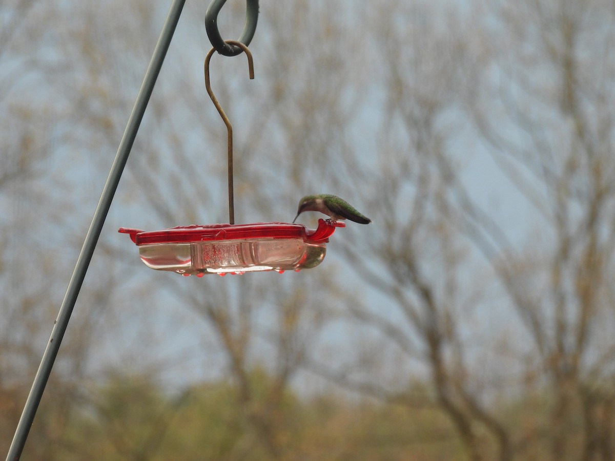 Ruby-throated Hummingbird - ML618223489