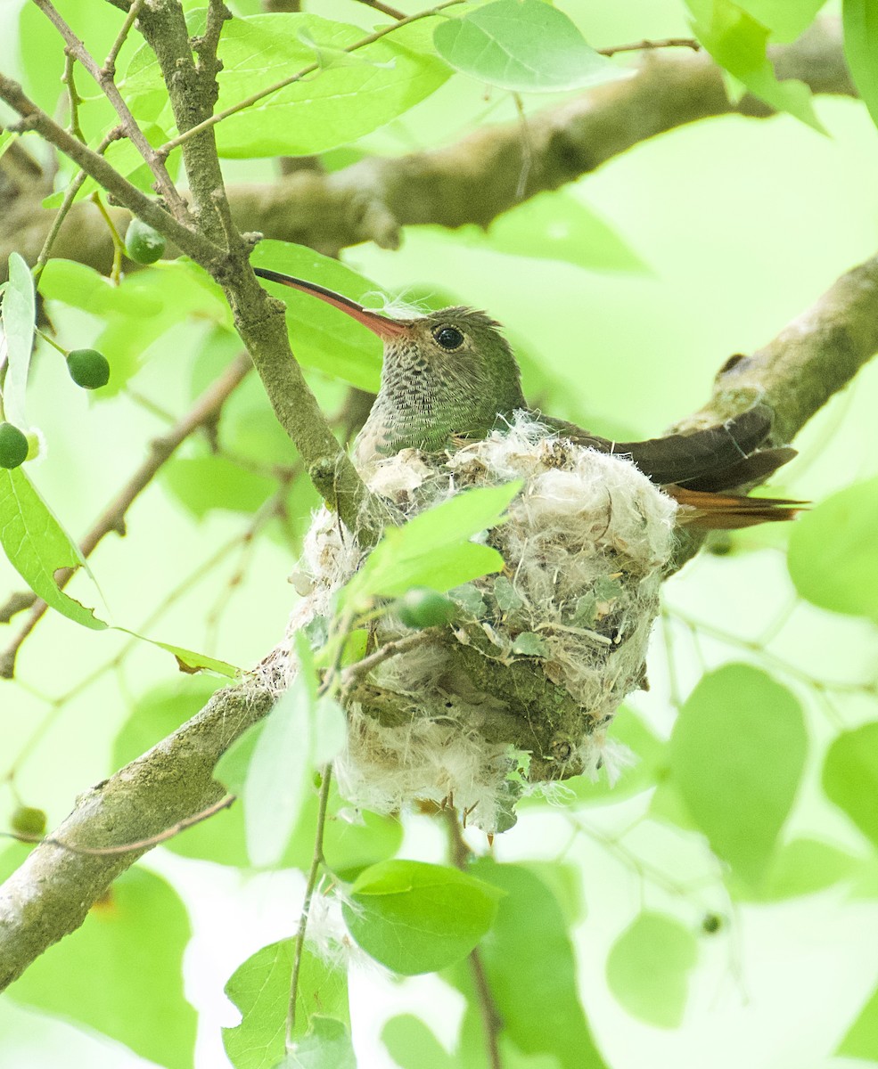 Buff-bellied Hummingbird - ML618223505