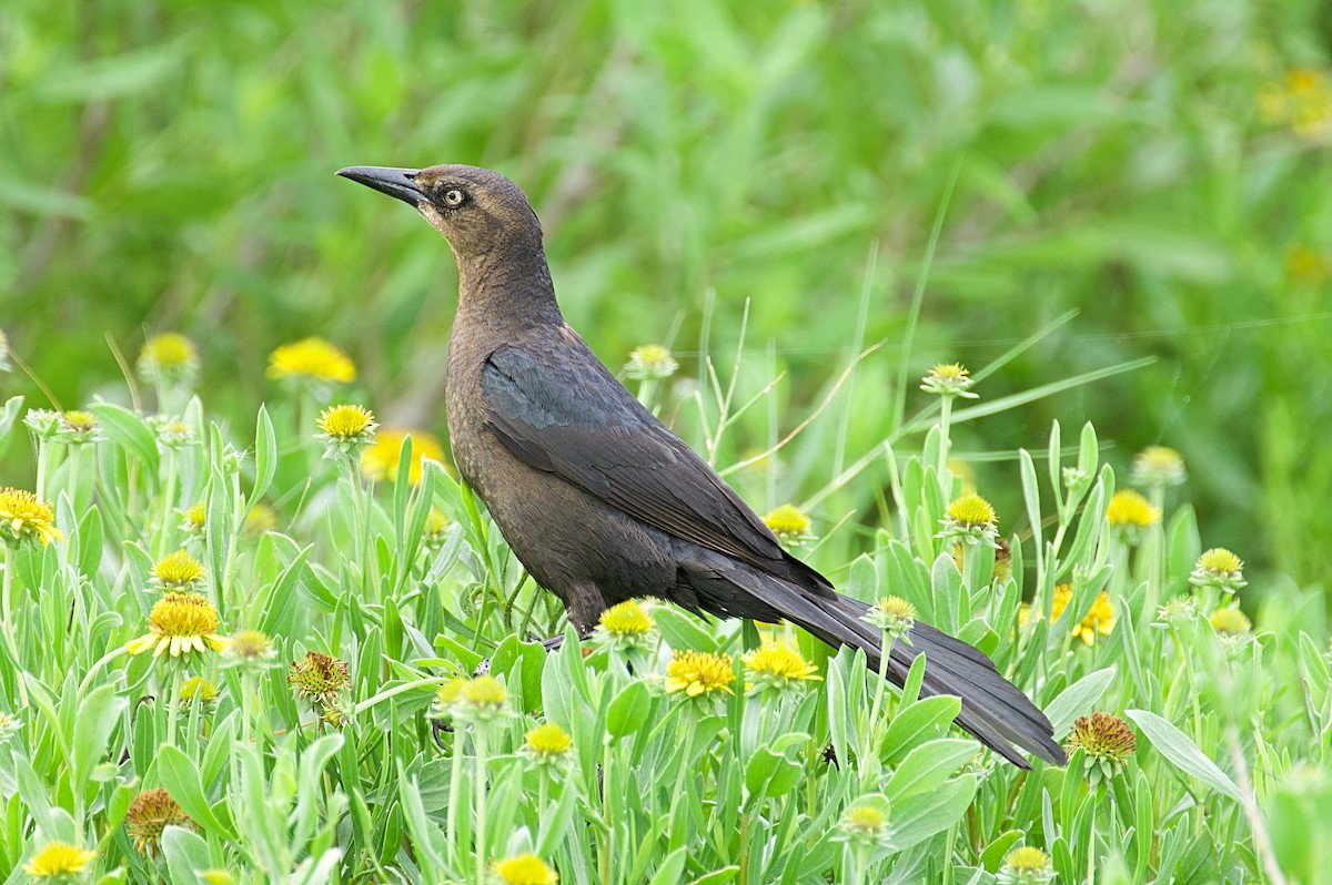 Great-tailed Grackle - ML618223524