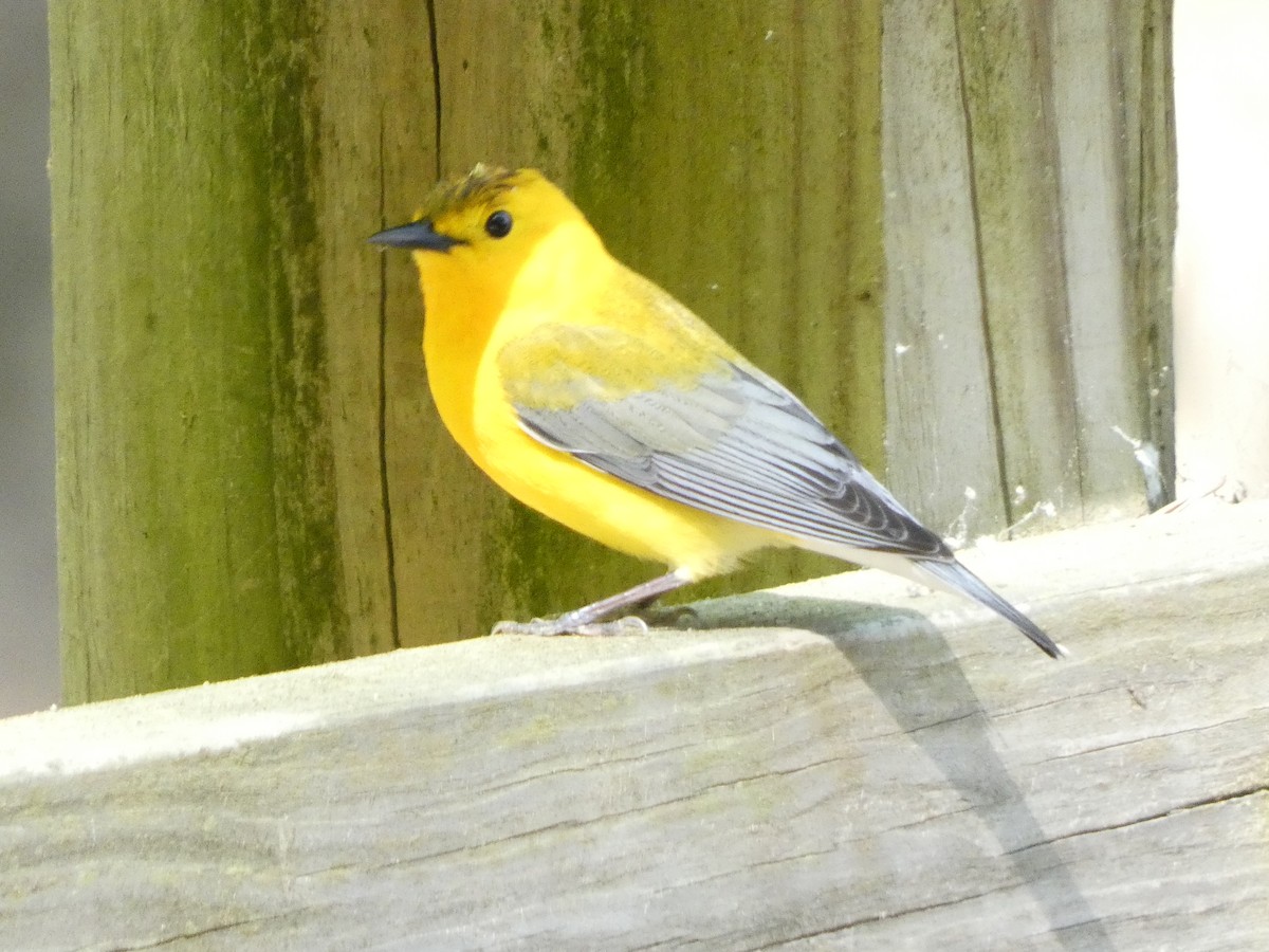 Prothonotary Warbler - ML618223525