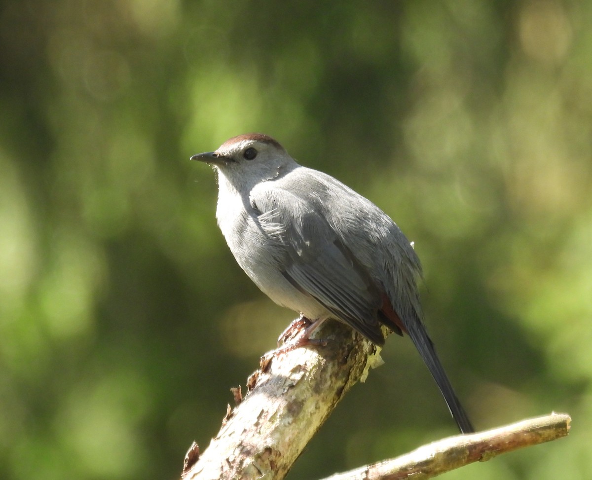 Gray Catbird - ML618223594