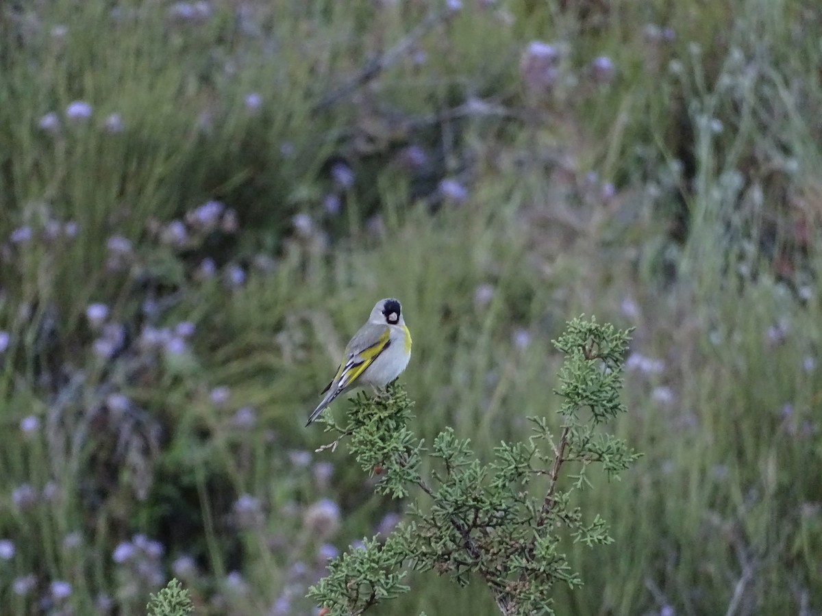 Lawrence's Goldfinch - ML618223609