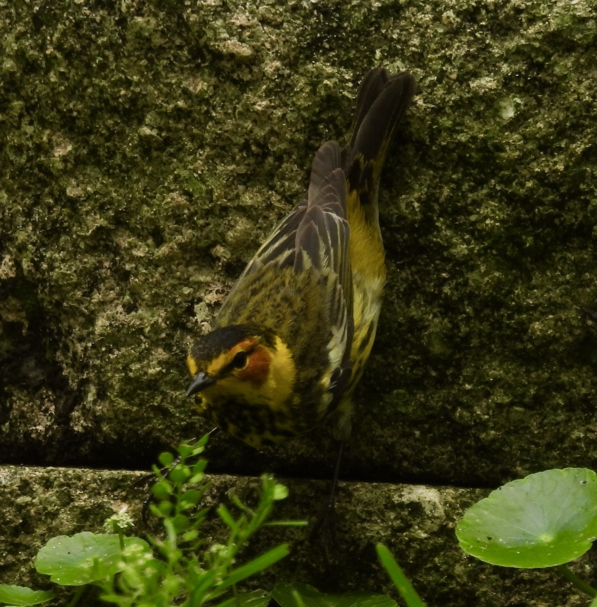 Cape May Warbler - ML618223630