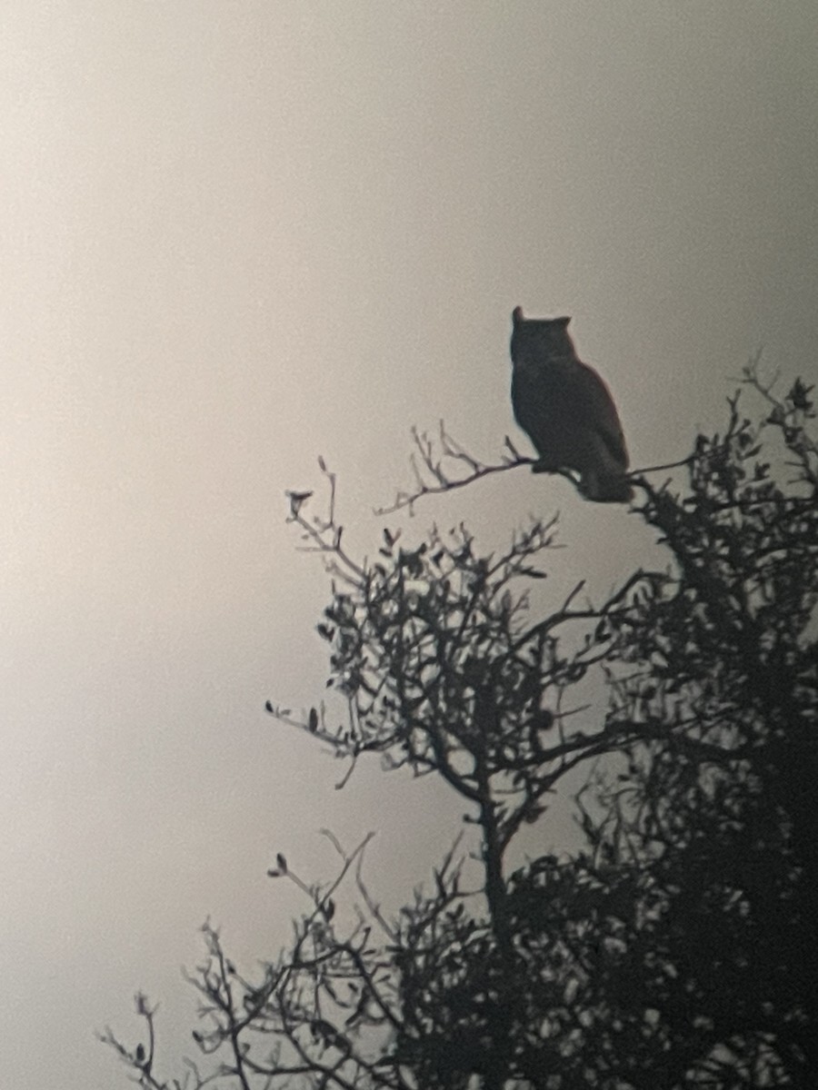 Great Horned Owl - ML618223647