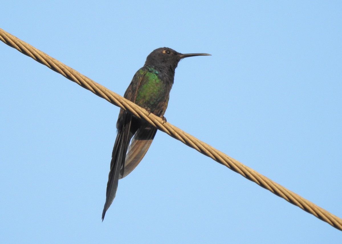 Swallow-tailed Hummingbird - ML618223653