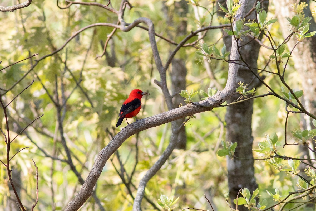 Scarlet Tanager - ML618223666