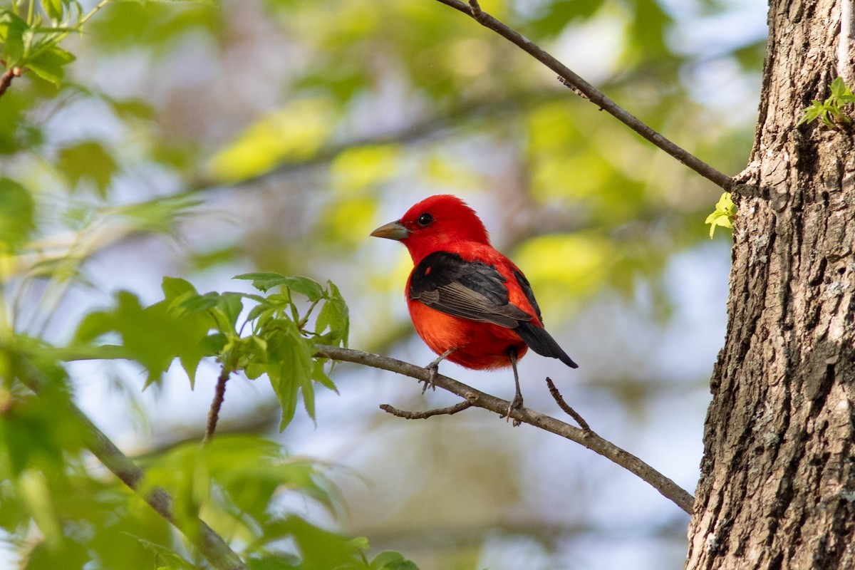 Scarlet Tanager - ML618223667