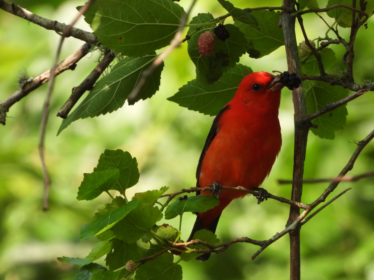 Scarlet Tanager - ML618223668