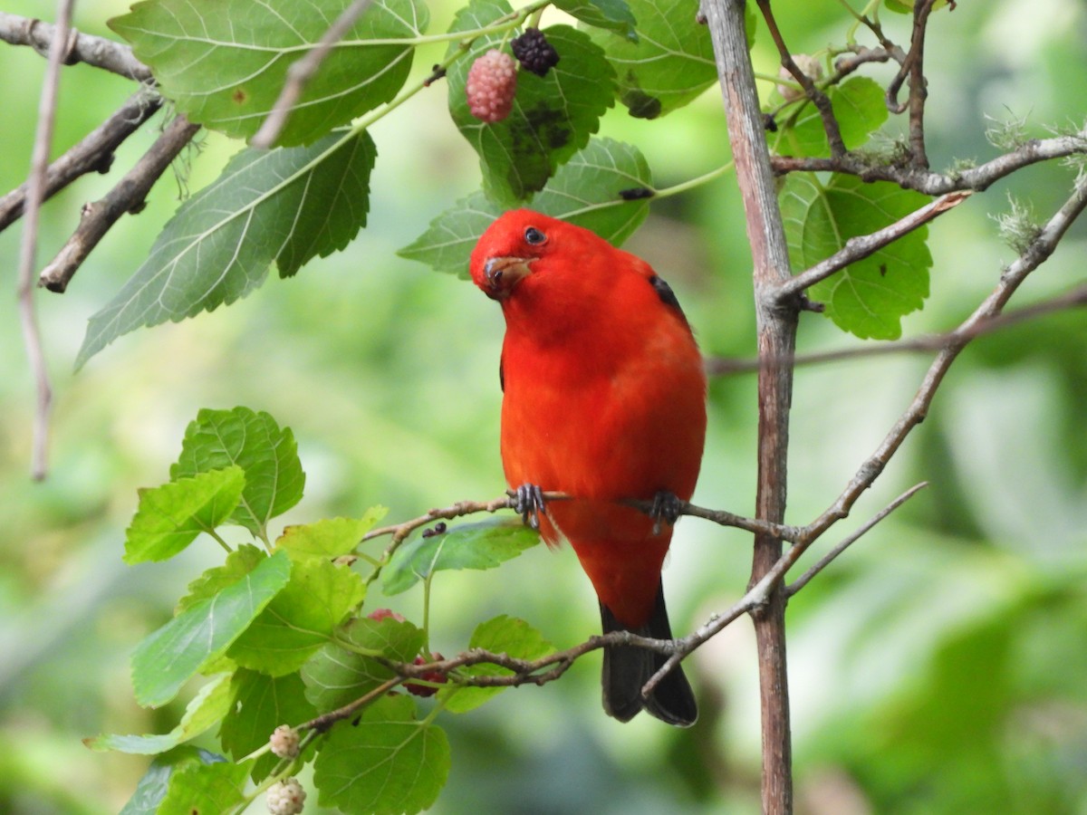 Scarlet Tanager - ML618223670