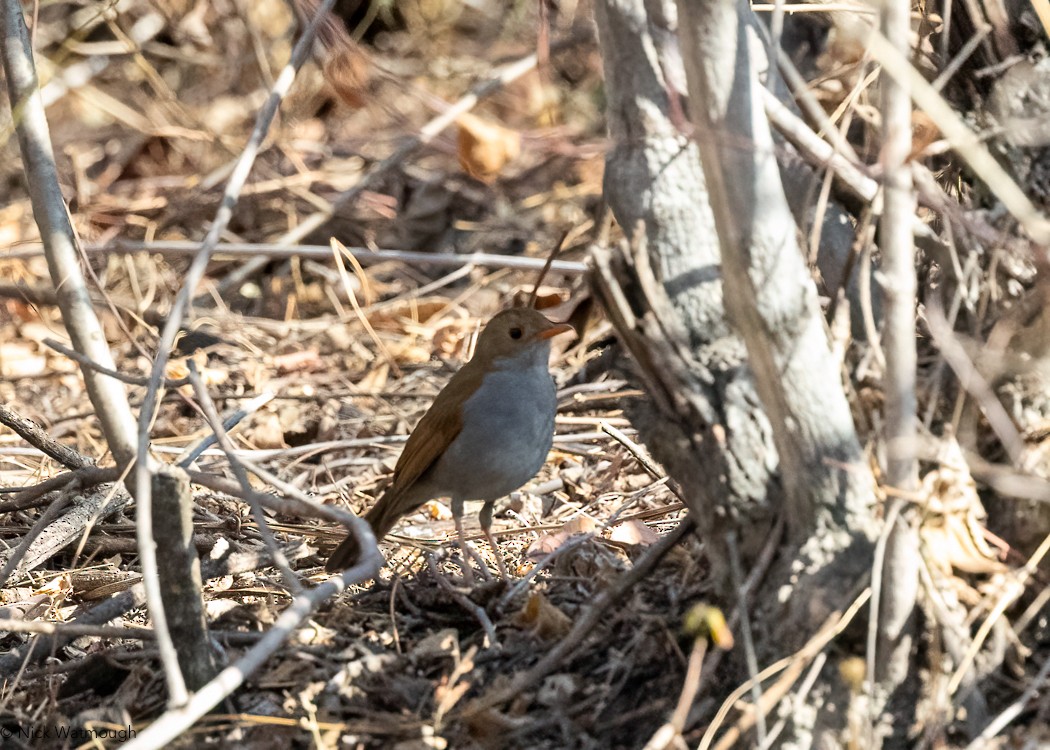 Orange-billed Nightingale-Thrush (Brown-headed) - ML618223674