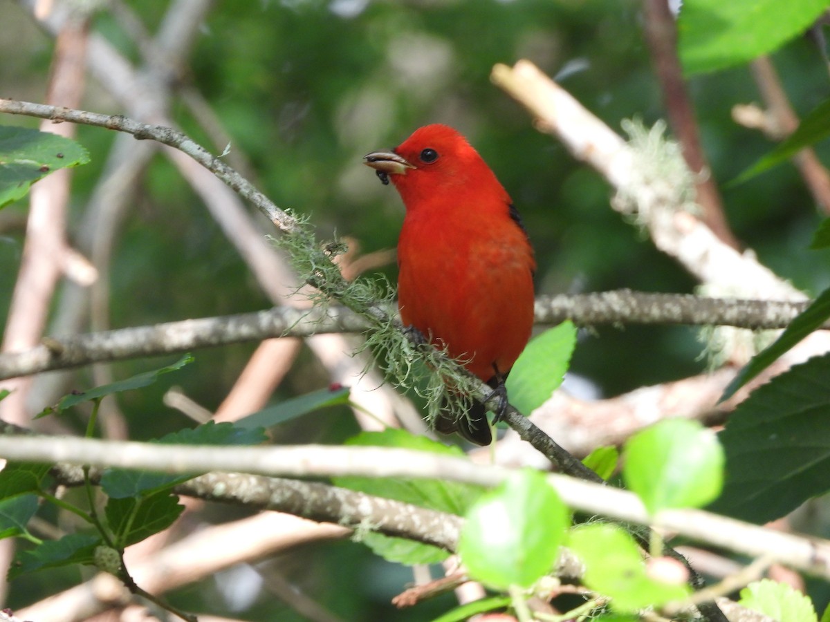 Scarlet Tanager - ML618223675