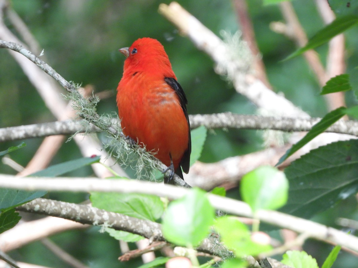 Scarlet Tanager - ML618223678