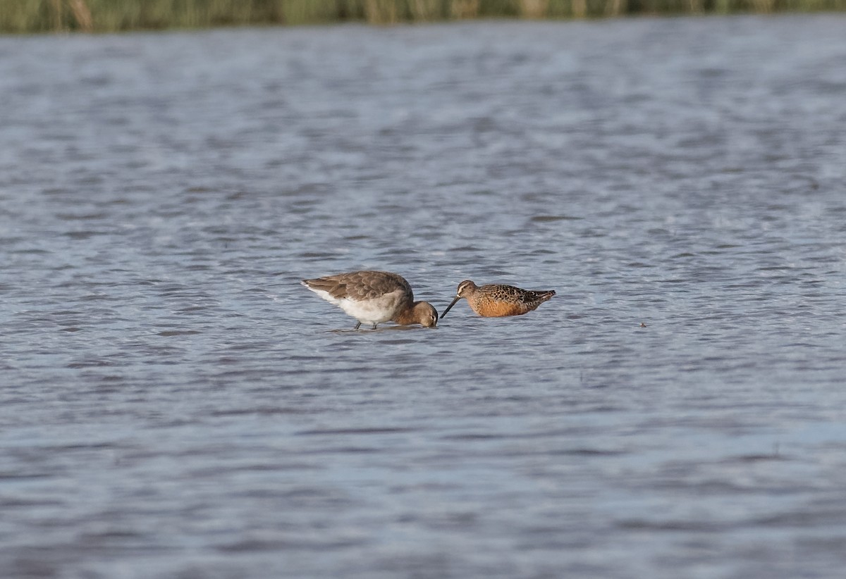 Long-billed Dowitcher - ML618223690