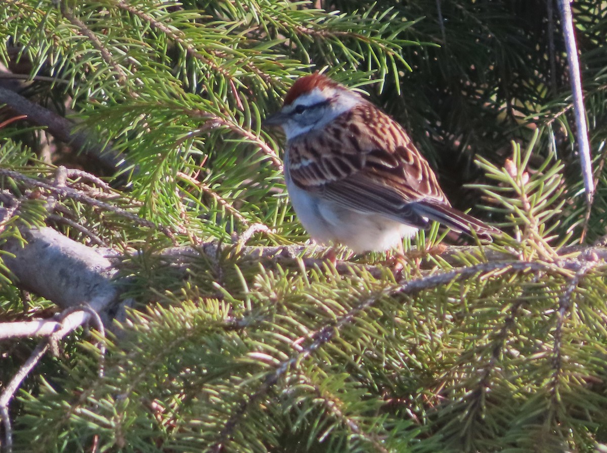 Chipping Sparrow - ML618223697