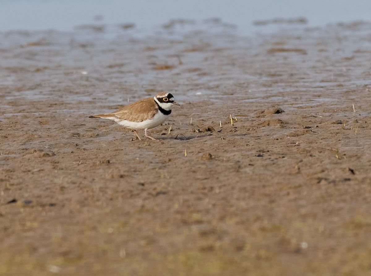 Little Ringed Plover - Mike Edgecombe