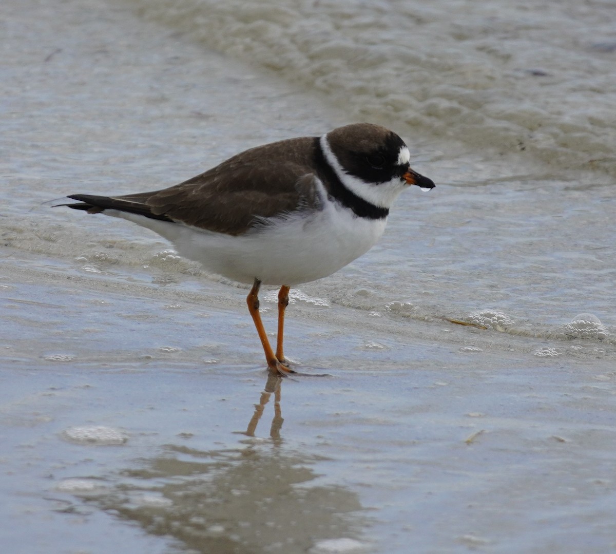 Semipalmated Plover - ML618223731
