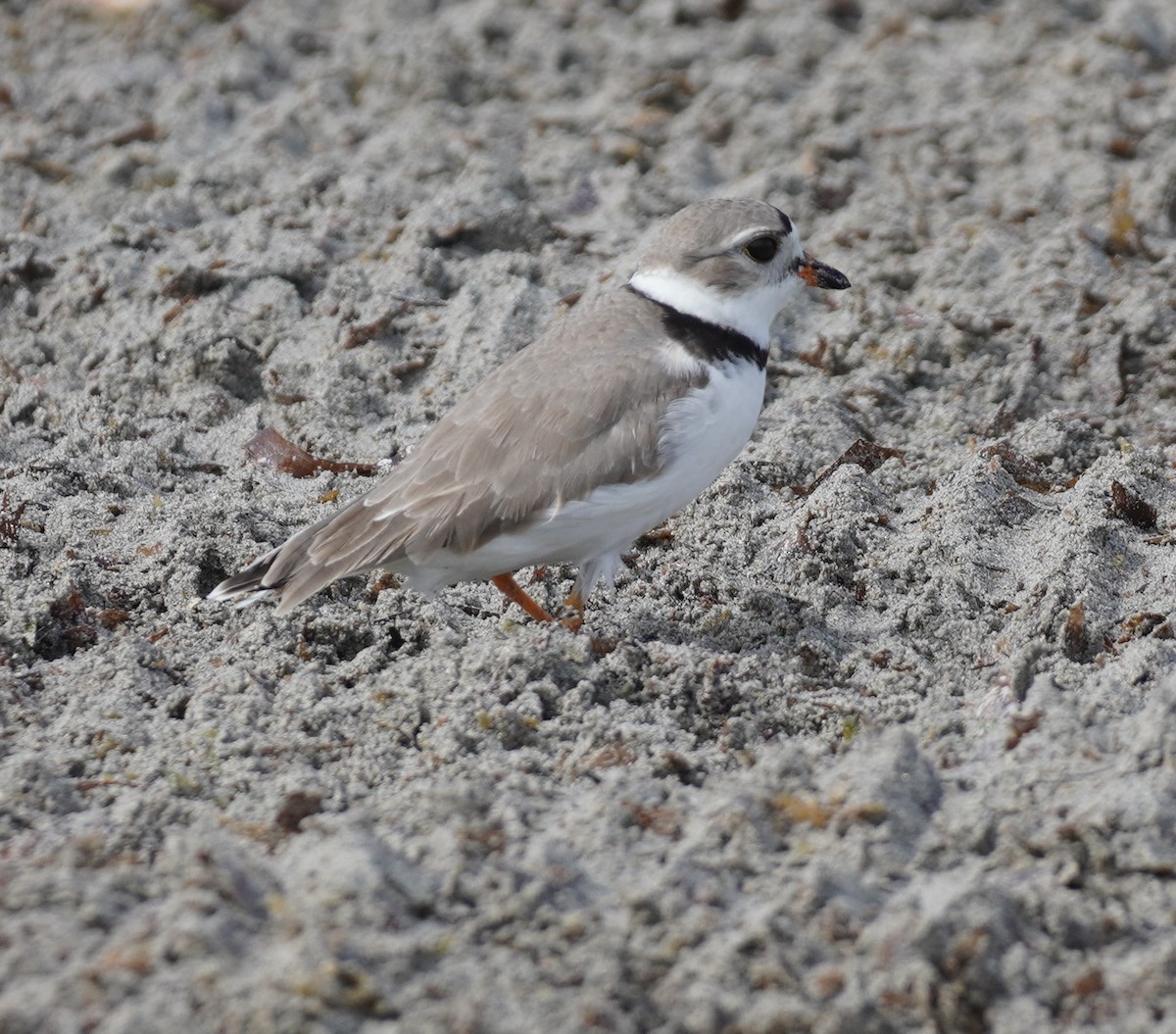 Piping Plover - ML618223739