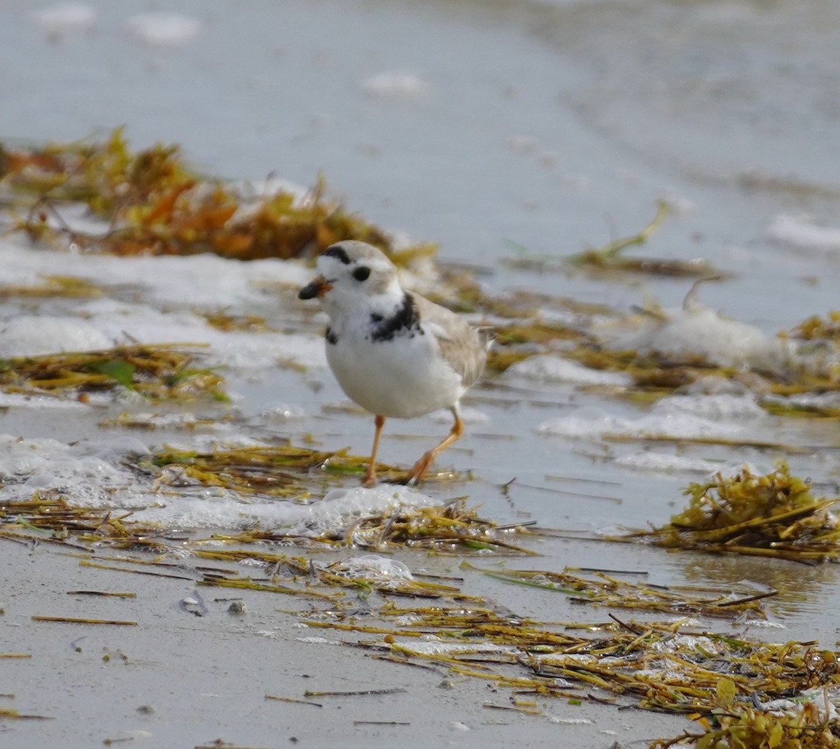 Piping Plover - ML618223740