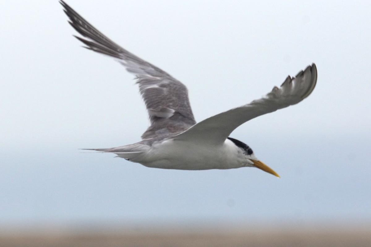 Great Crested Tern - Mike Pennington