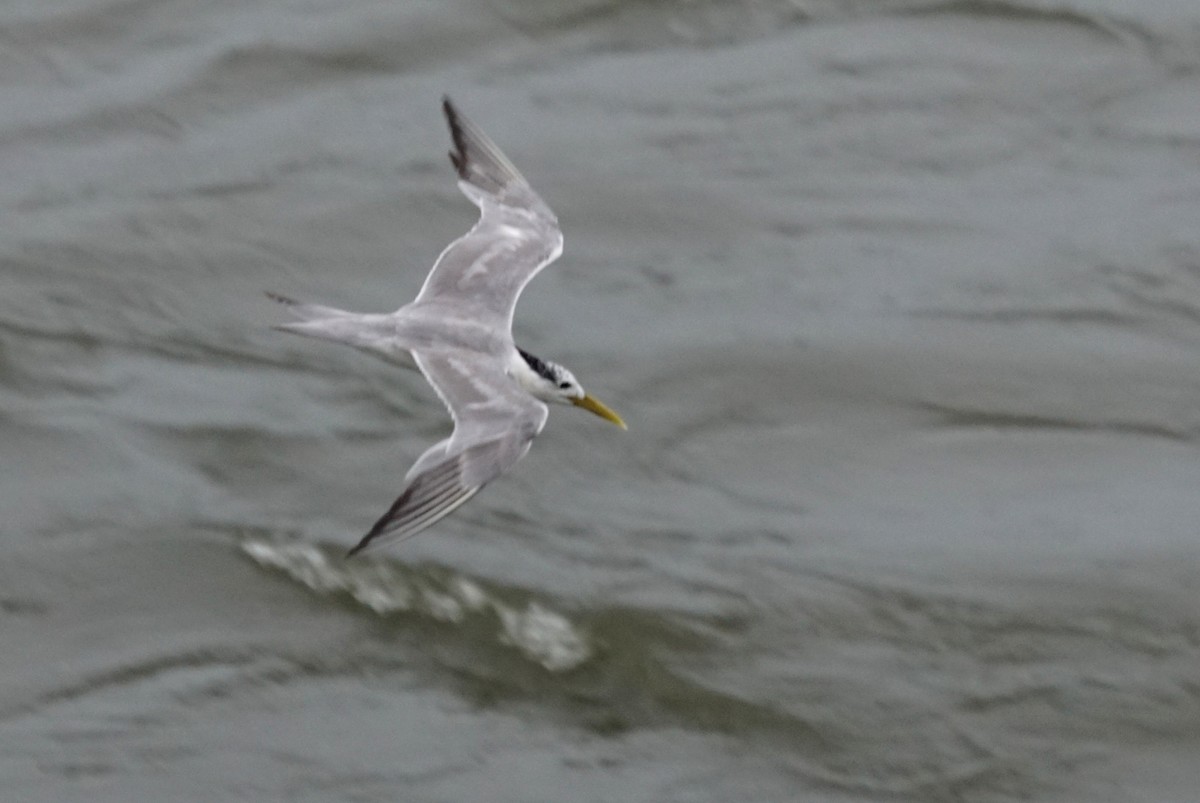 Great Crested Tern - ML618223747