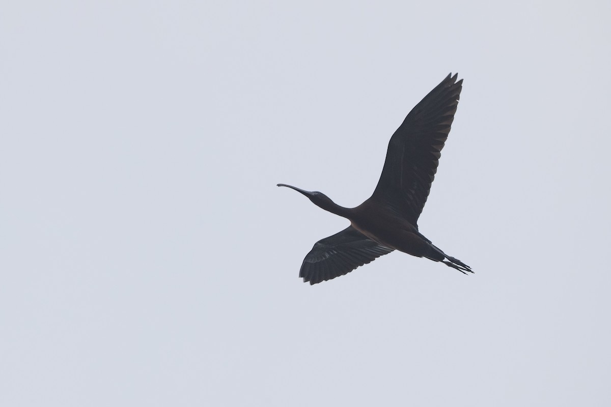 ibis hnědý - ML618223773
