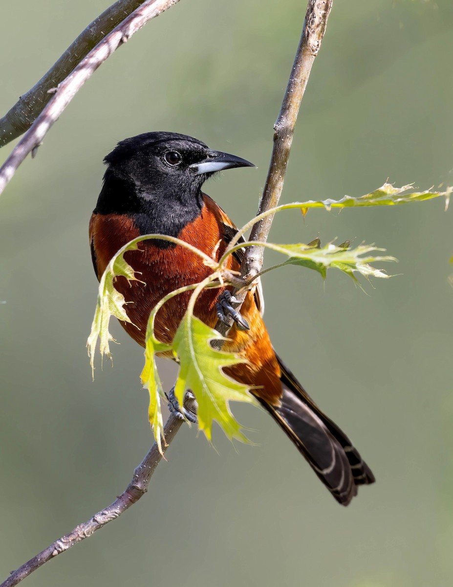 Orchard Oriole - ML618223774
