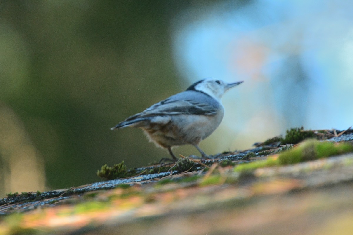 White-breasted Nuthatch - ML618223775