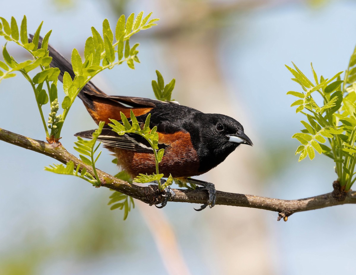 Orchard Oriole - ML618223785