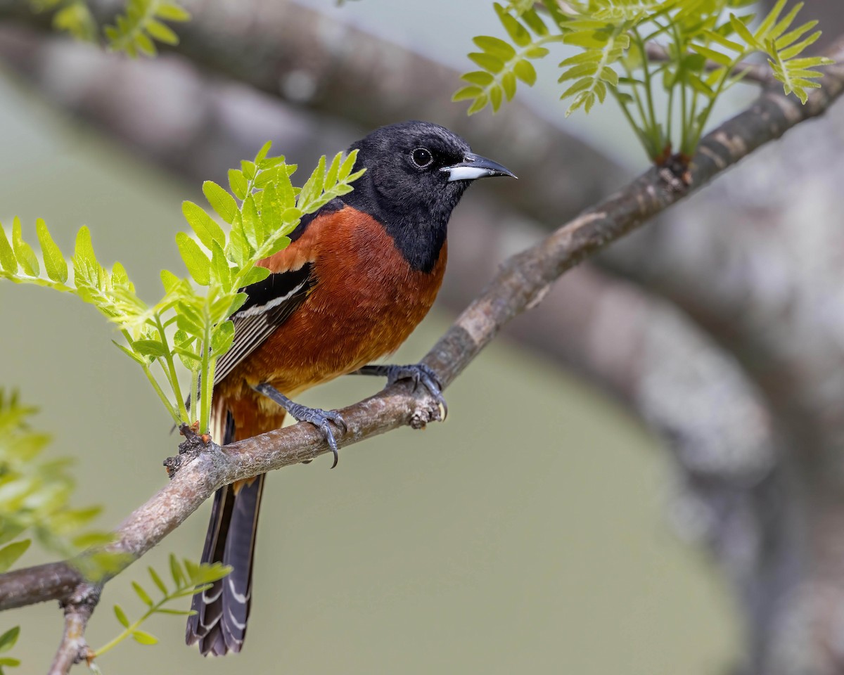 Orchard Oriole - ML618223789