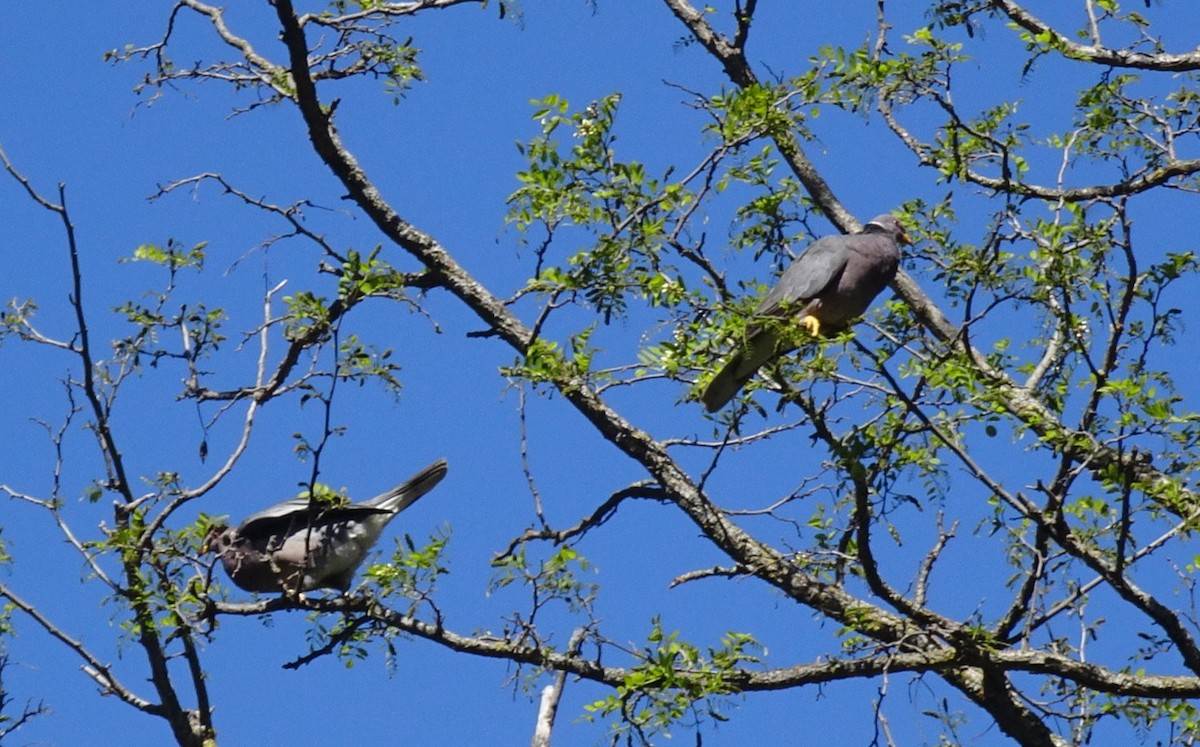 Band-tailed Pigeon - Paulette Ache