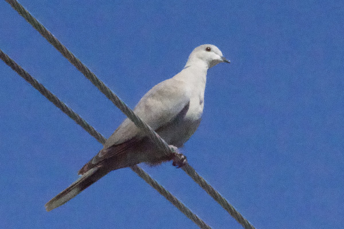 Eurasian Collared-Dove - Debbie Metler