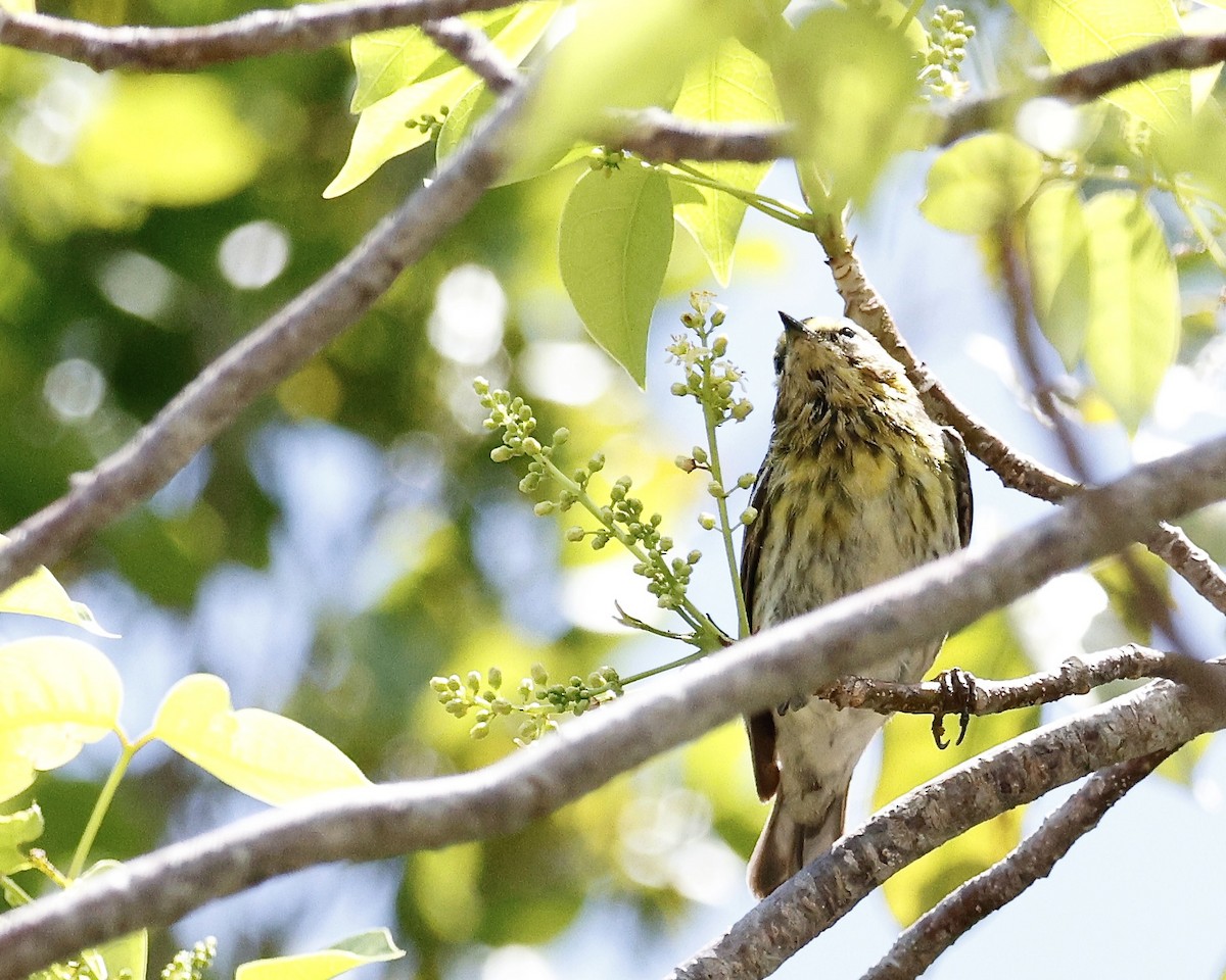 Cape May Warbler - ML618223875