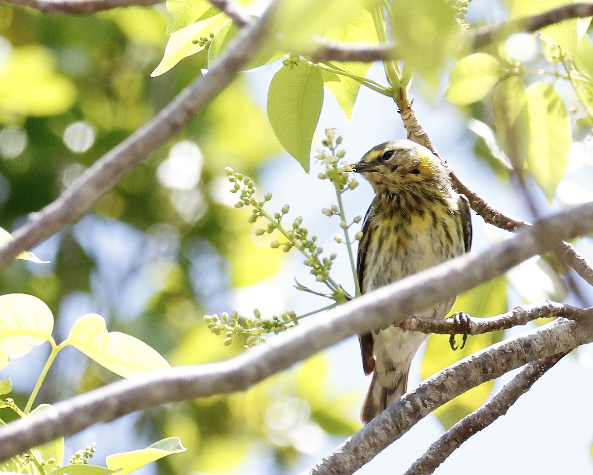Cape May Warbler - ML618223876