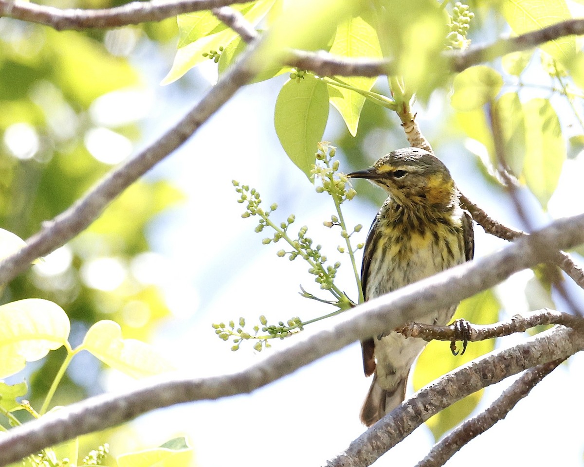Cape May Warbler - ML618223877