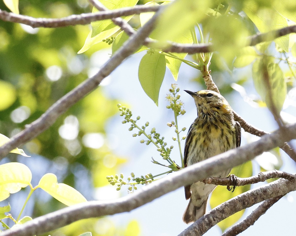 Cape May Warbler - Cate Hopkinson