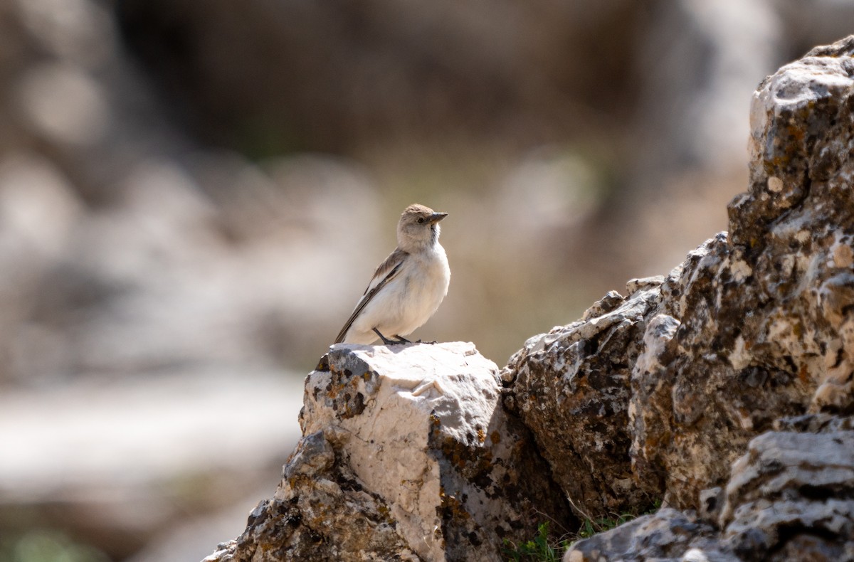 White-winged Snowfinch - ML618223881