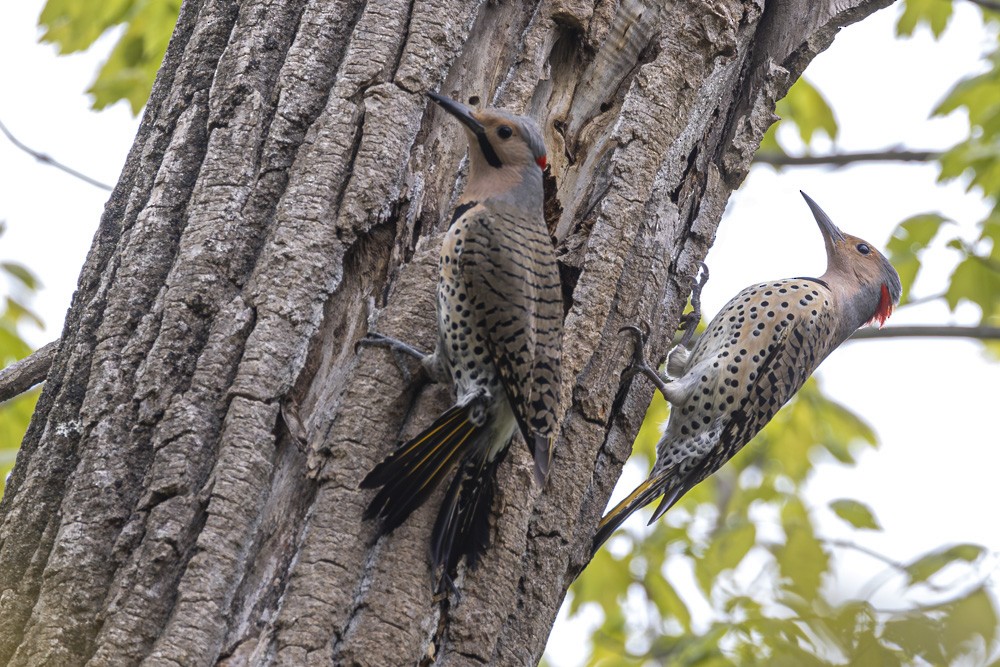 Northern Flicker (Yellow-shafted) - ML618223889