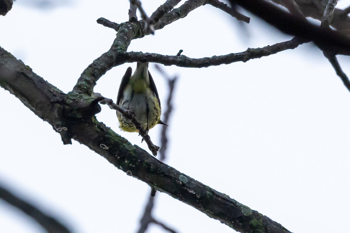 Cape May Warbler - ML618223906