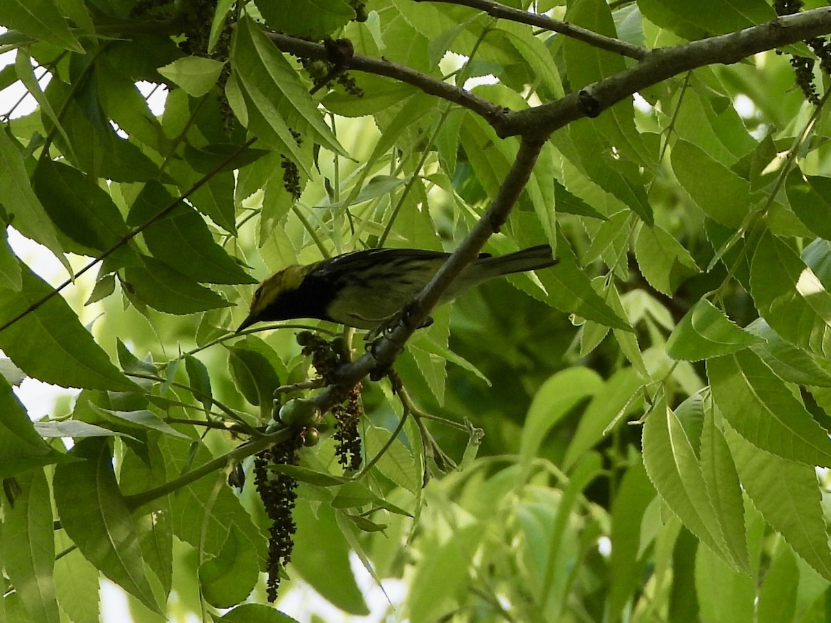 Black-throated Green Warbler - ML618223940