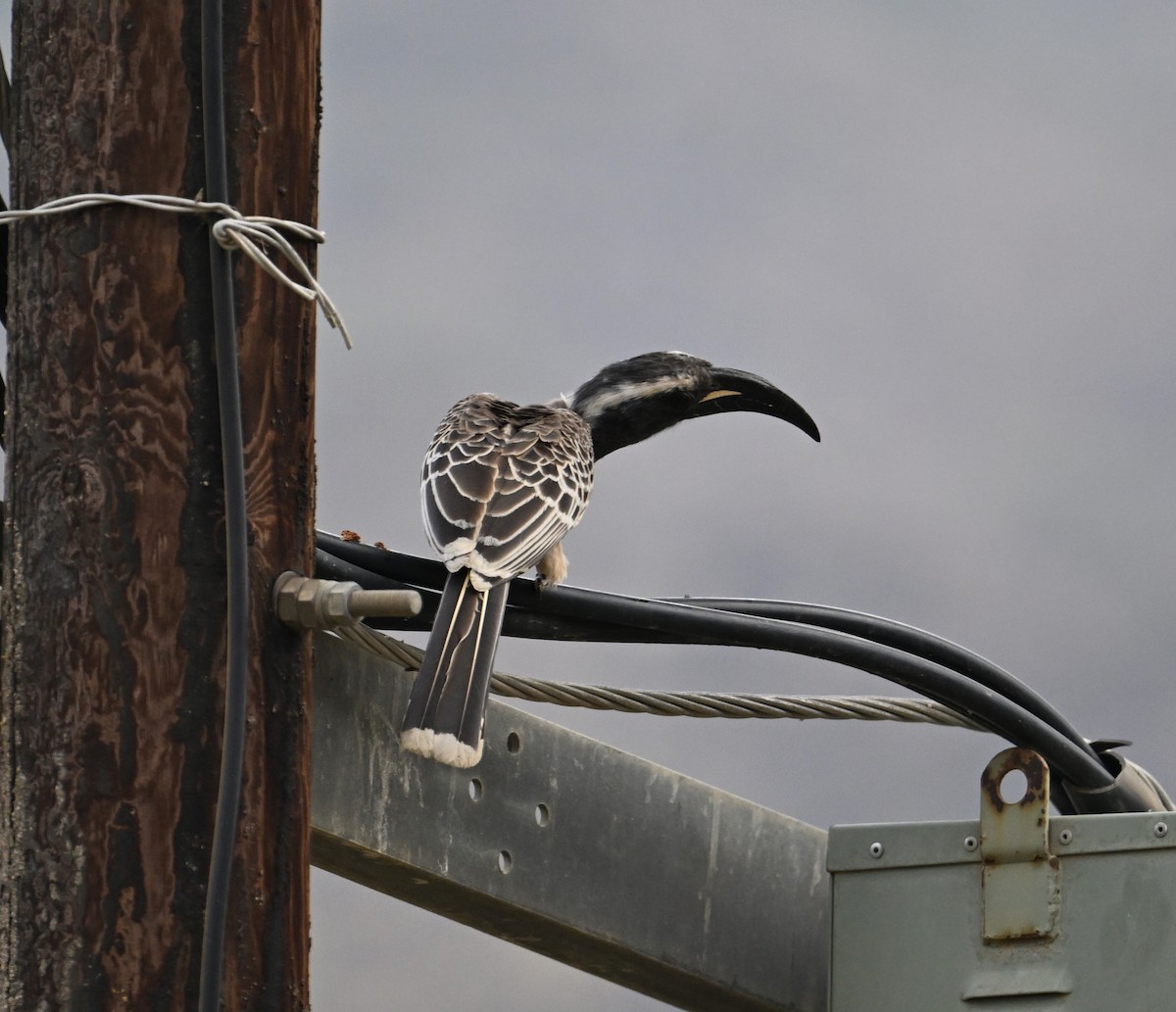 African Gray Hornbill - ML618223959