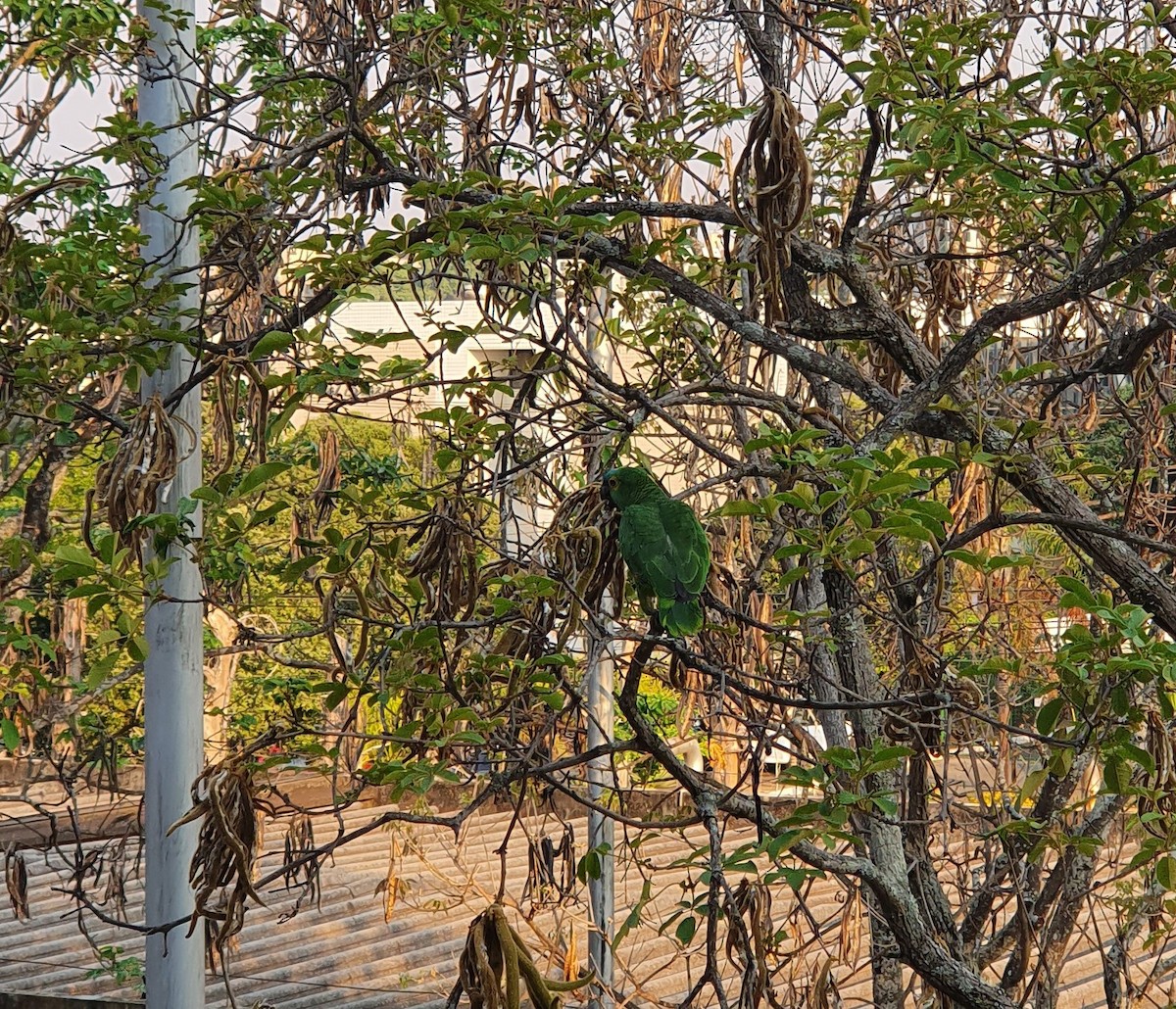 Turquoise-fronted Parrot - ML618223976