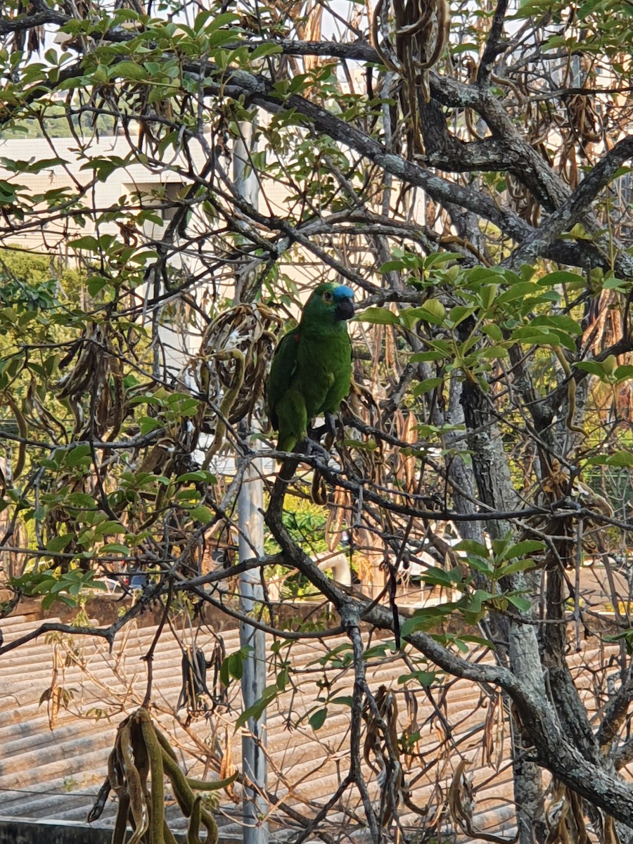 Turquoise-fronted Parrot - ML618223980
