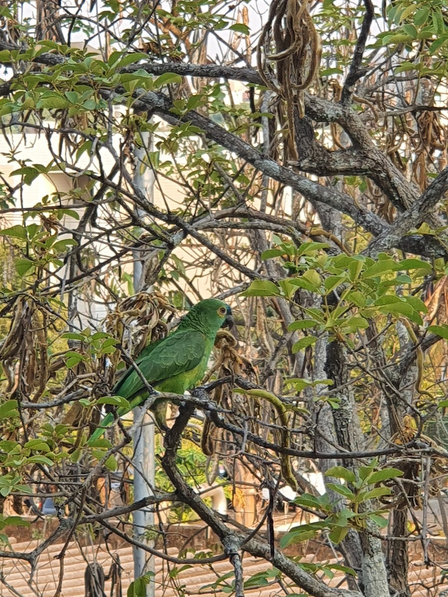 Turquoise-fronted Parrot - ML618223982